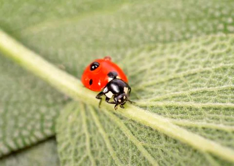 Ladybug on  green leaf Stock Photos