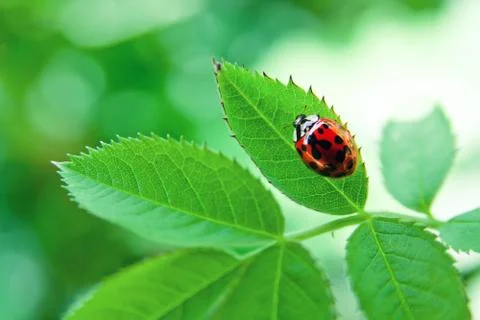 Ladybug on green leaf Stock Photos
