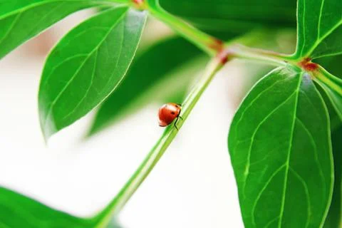 Ladybug on green leaf Stock Photos