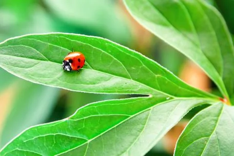 Ladybug on green leaf Stock Photos