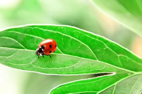 Ladybug on green leaf Stock Photos