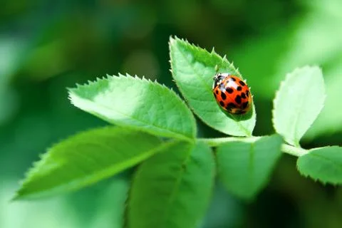 Ladybug on green leaf Stock Photos