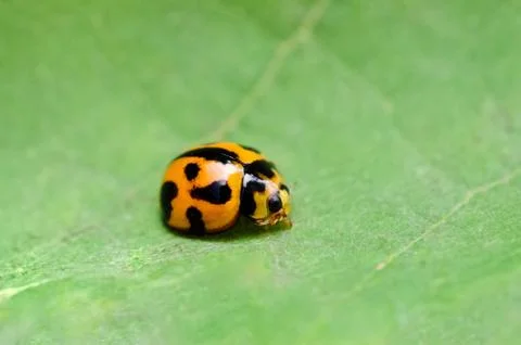 Ladybug on green leaf Stock Photos