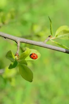 Ladybug on a green leaf Stock Photos