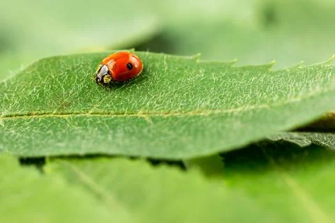 Ladybug on a green leaf Stock Photos