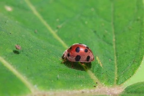 Ladybug on a green leaf Stock-Fotos