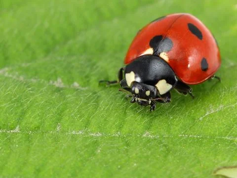 Ladybug on the green leaf Stock Photos