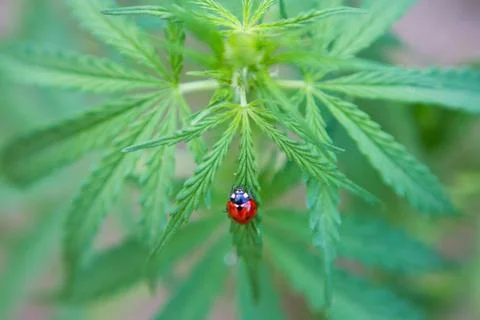 A ladybug is on the green leaf Stock Photos