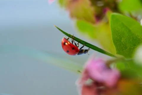 Ladybug in the green leaf. 写真素材