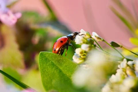 Ladybug in the green leaf. Stock Photos