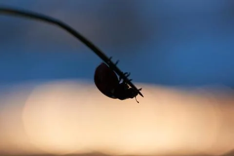 Ladybug in the green leaf. Stock Photos