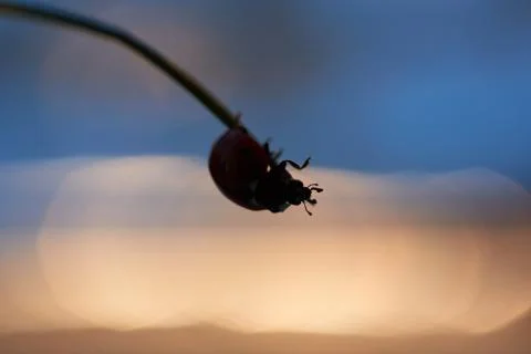 Ladybug in the green leaf. Stock Photos