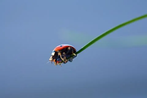 Ladybug in the green leaf. Stock Photos