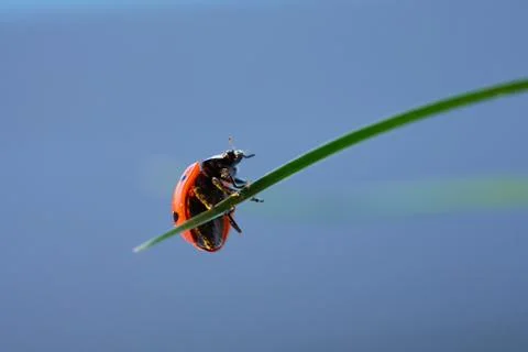 Ladybug in the green leaf. Stock Photos