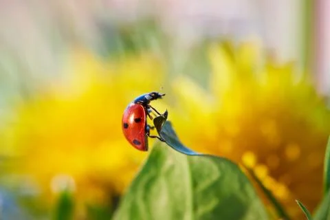 Ladybug in the green leaf. Stock Photos