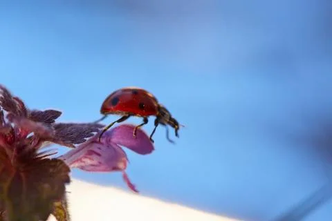 Ladybug in the green leaf. Stock Photos