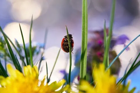 Ladybug in the green leaf. Stock Photos