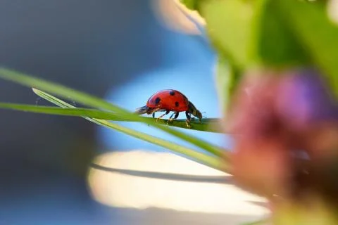 Ladybug in the green leaf. Stock Photos