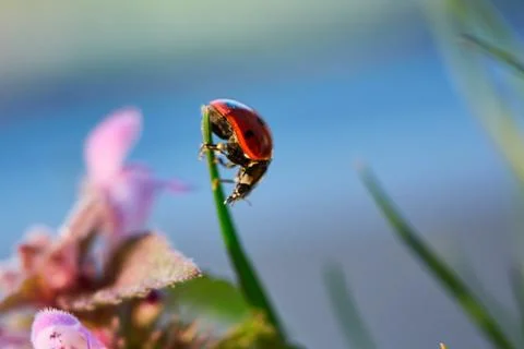 Ladybug in the green leaf. Stock Photos