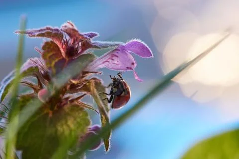 Ladybug in the green leaf. Stock Photos