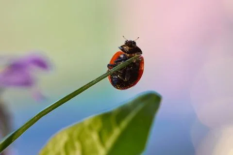 Ladybug in the green leaf. Stock Photos