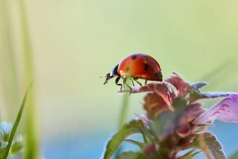 Ladybug in the green leaf. 写真素材