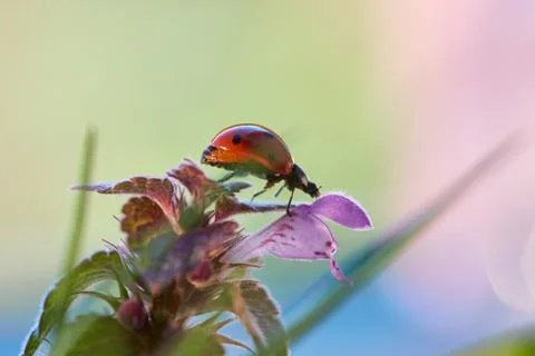 Ladybug in the green leaf. Stock Photos