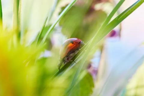 Ladybug in the green leaf. Stock Photos