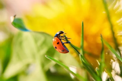 Ladybug in the green leaf. 写真素材
