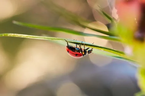 Ladybug in the green leaf. Stock Photos