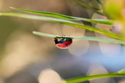 Ladybug in the green leaf. Stock Photos