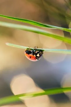 Ladybug in the green leaf. Stock Photos