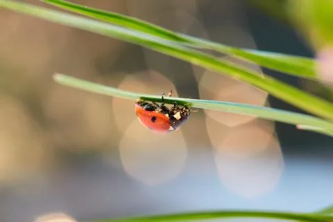 Ladybug in the green leaf. Stock Photos