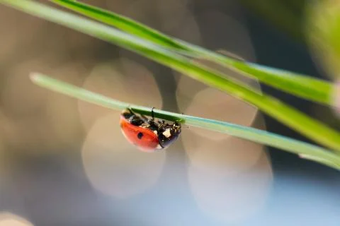 Ladybug in the green leaf. Stock Photos