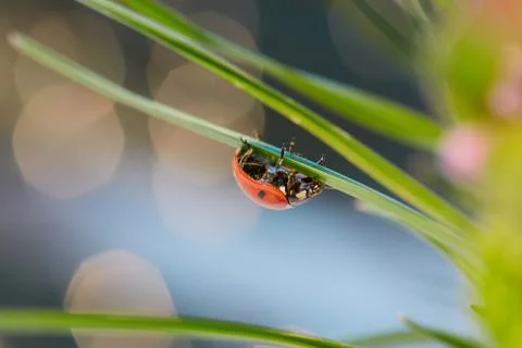 Ladybug in the green leaf. Stock Photos