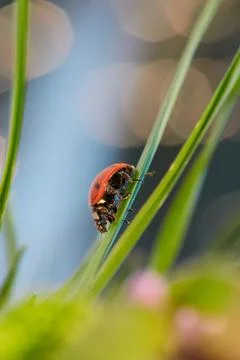 Ladybug in the green leaf. Stock Photos