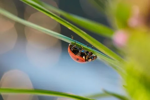 Ladybug in the green leaf. Stock Photos