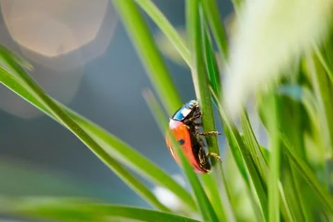 Ladybug in the green leaf. Stock Photos