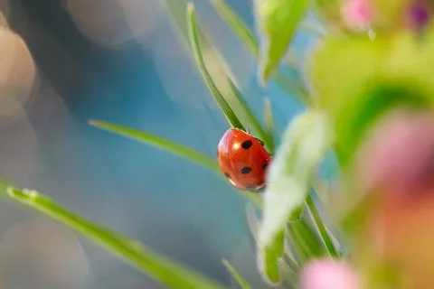 Ladybug in the green leaf. 写真素材