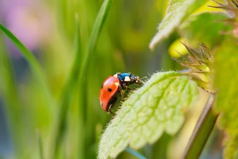Ladybug in the green leaf. 写真素材
