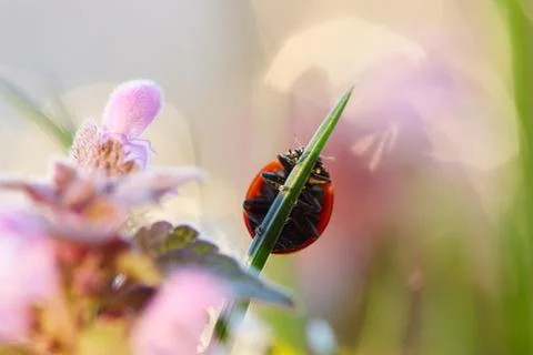Ladybug in the green leaf. Stock Photos