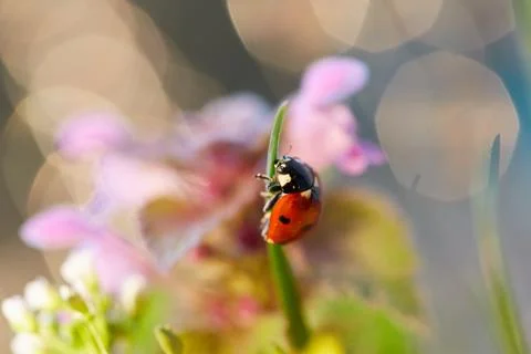 Ladybug in the green leaf. Stock Photos