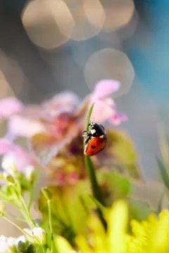 Ladybug in the green leaf. Stock Photos