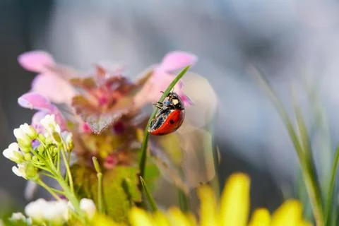 Ladybug in the green leaf. Stock Photos