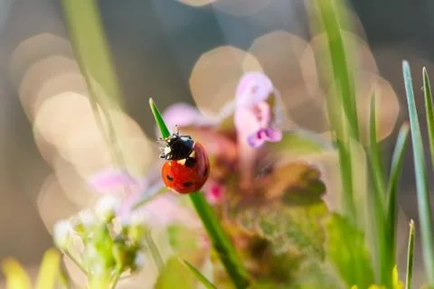 Ladybug in the green leaf. Stock Photos