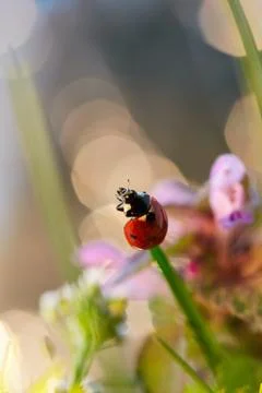Ladybug in the green leaf. Stock Photos
