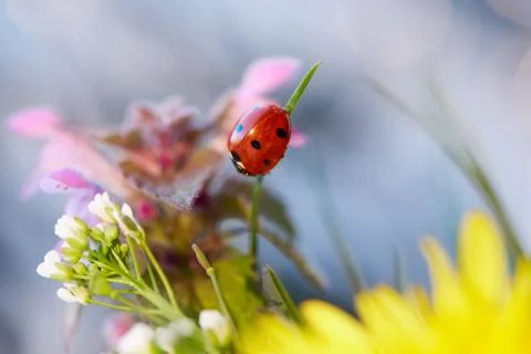 Ladybug in the green leaf. Stock Photos