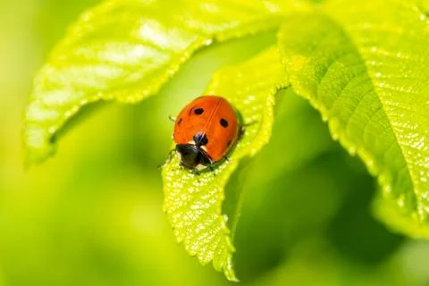 Ladybug on green leaf Stock Photos