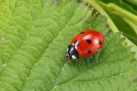 Ladybug on the green leaf Stock Photos