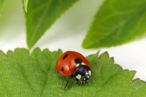 Ladybug on the green leaf Stock Photos